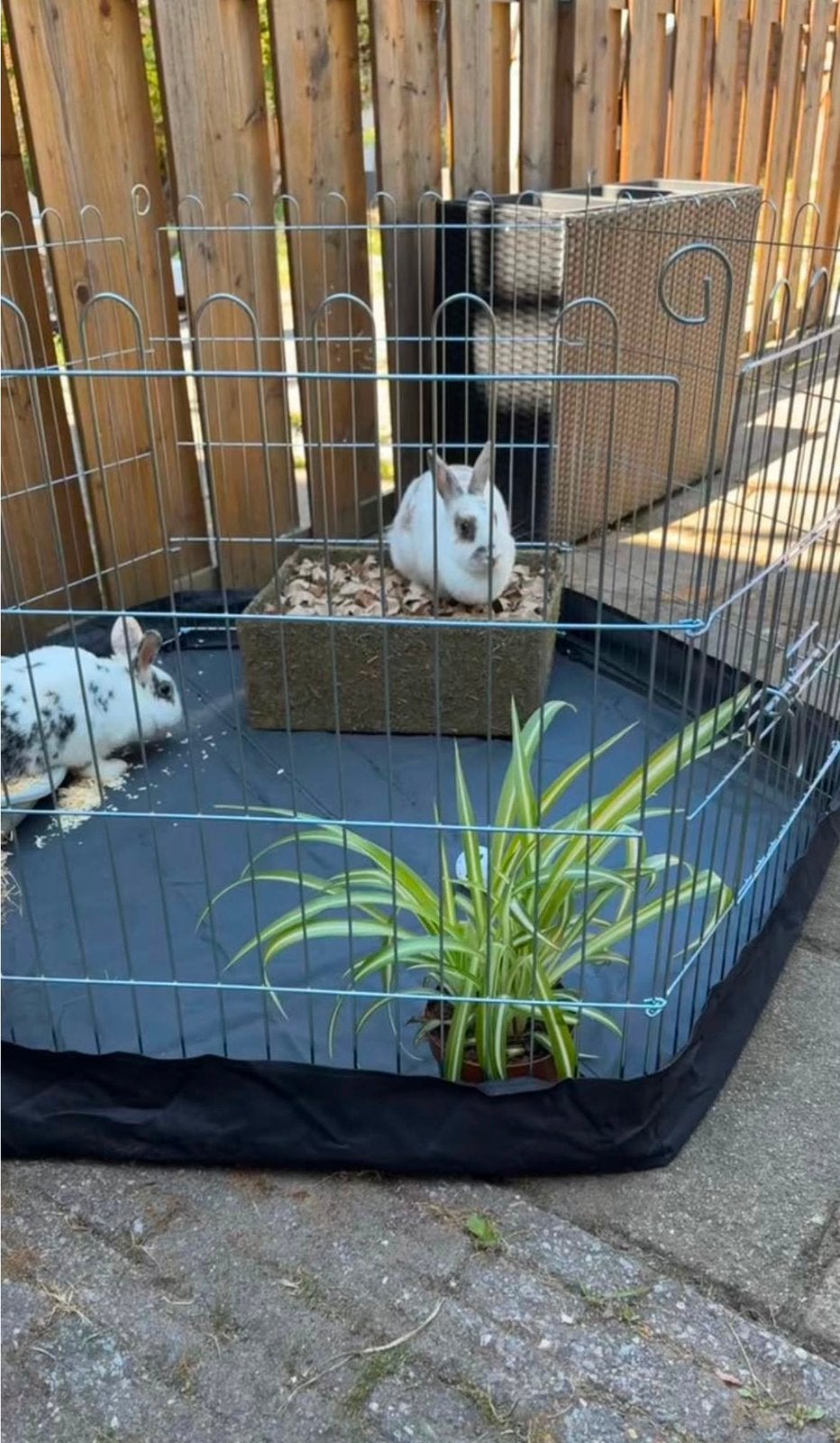 2 lieve konijntjes te koop, Dieren en Toebehoren, Konijnen, Vrouwelijk, Middelgroot, 3 tot 5 jaar