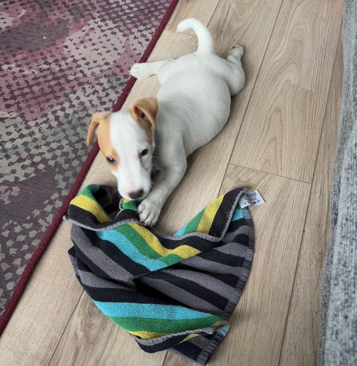 jack russel pups, 8 tot 15 weken, Parvo, Meerdere, Meerdere dieren