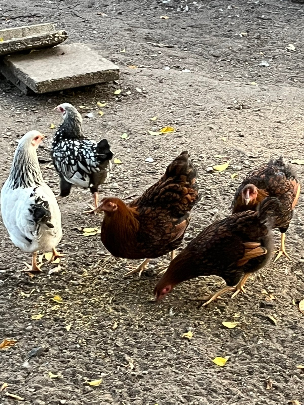 5 Wyandotte hennen, Dieren en Toebehoren, Meerdere dieren, Kip