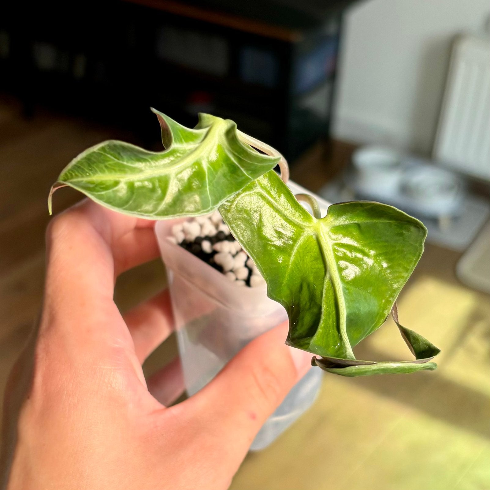 Alocasia Loco, Huis en Inrichting, Kamerplanten, Ophalen of Verzenden, Halfschaduw, Minder dan 100 cm