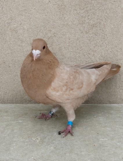 Te koop meerdere kleurpostduiven., Dieren en Toebehoren, Vogels | Duiven, Geslacht onbekend, Postduif