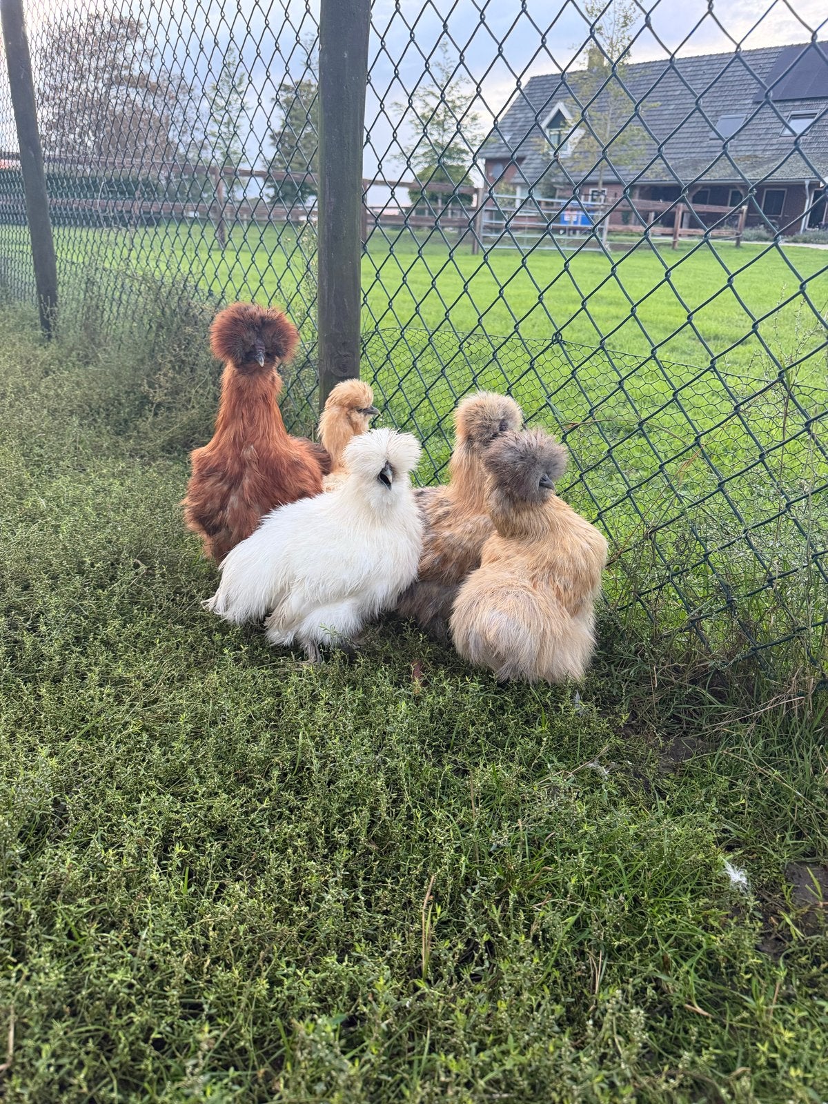 Zijdehoen kippen, Meerdere dieren, Kip