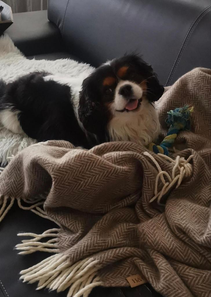 Honden oppas., Diensten en Vakmensen, Dieren | Honden | Verzorging, Oppas en Les