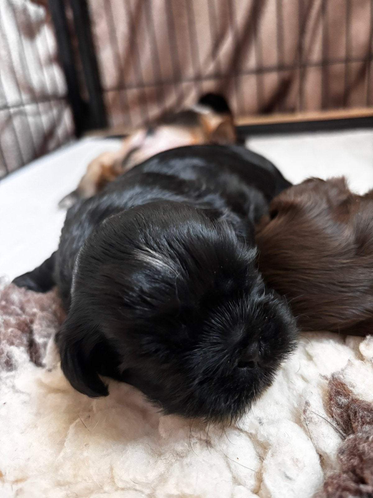 Shih tzu pup (reutje), Dieren en Toebehoren, Honden | Chihuahua's en Gezelschapshonden, Parvo, 8 tot 15 weken, Meerdere, Nederland
