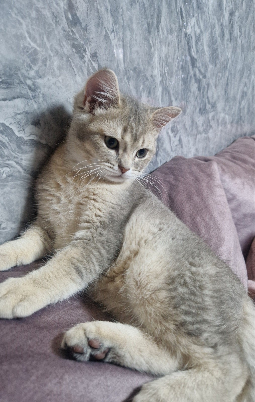 Britse korthaar kitten, Kater, Ontwormd