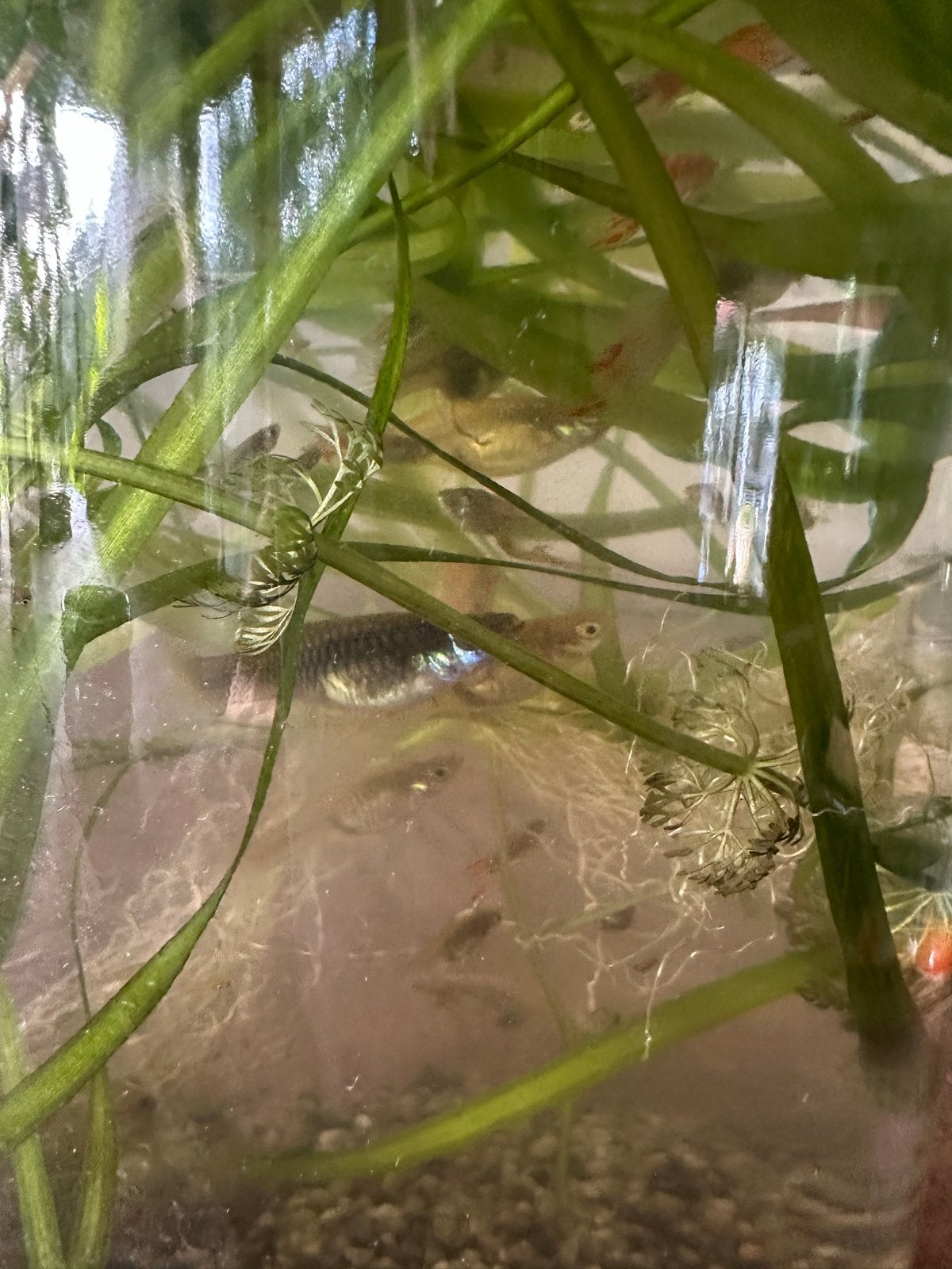 Gratis guppen, guppies, veel, leuk!, Dieren en Toebehoren