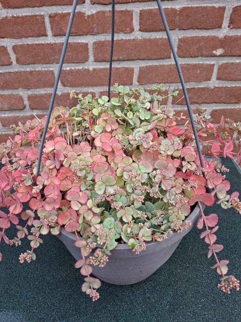 Sedum, Ophalen, Bodembedekkers, Volle zon, Vaste plant