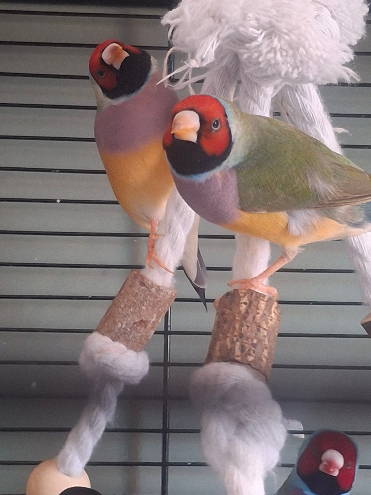 Prachtige vrouw(tjes) gouldamadine(s) te koop, Dieren en Toebehoren, Vogels | Overige Vogels, Vrouwelijk, Tropenvogel