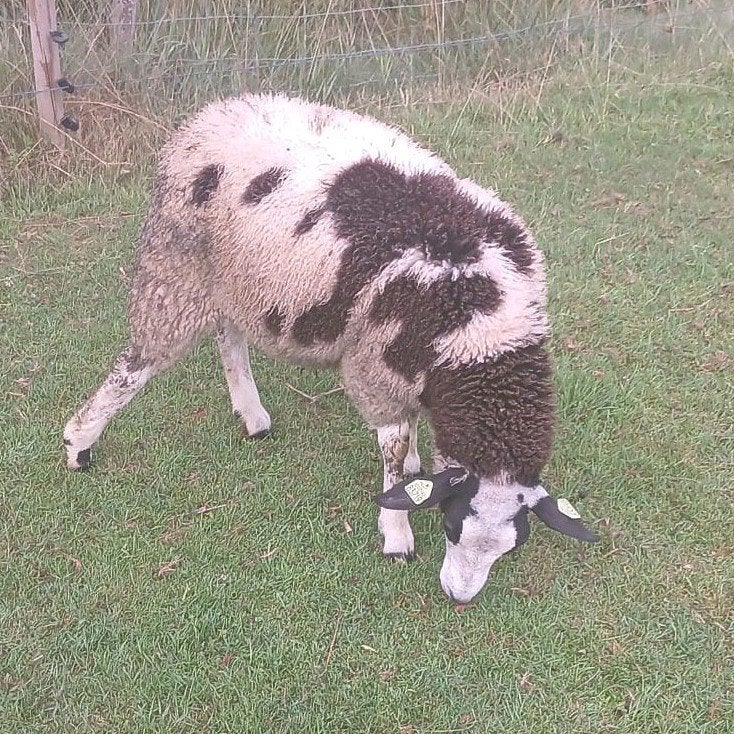 Twee zuivere bonte ooilammeren te koop., Dieren en Toebehoren, Schapen, Geiten en Varkens, Vrouwelijk, Schaap