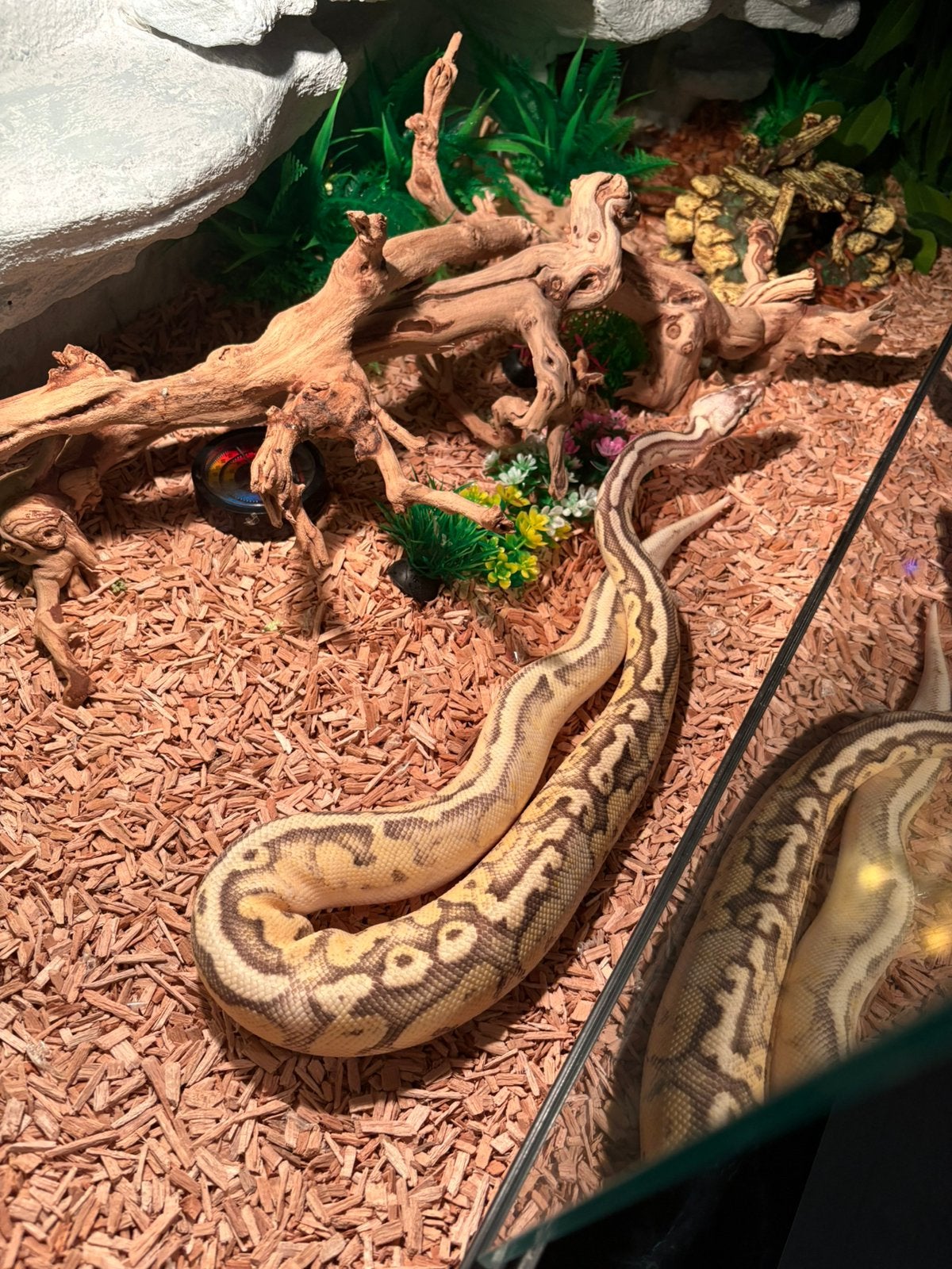 Python regius Ball Python photo 5