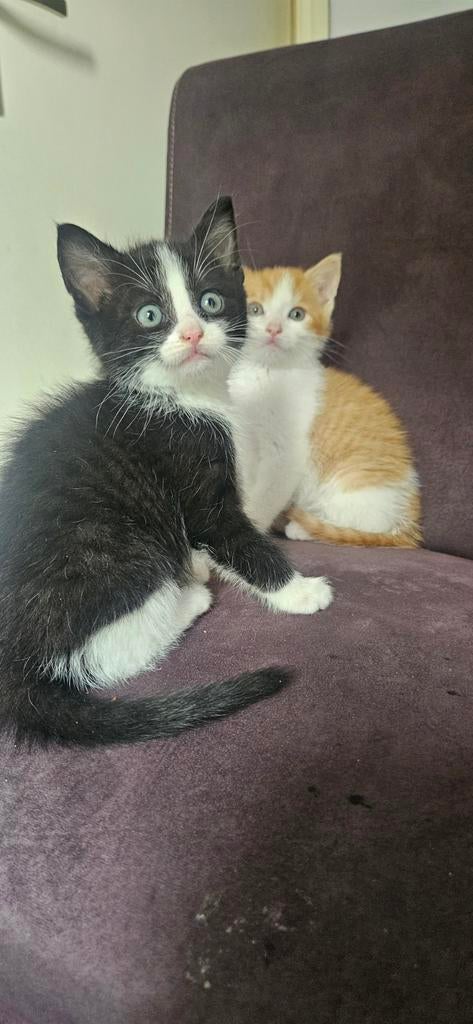 Kitten zwart wit kater, Dieren en Toebehoren, Kater