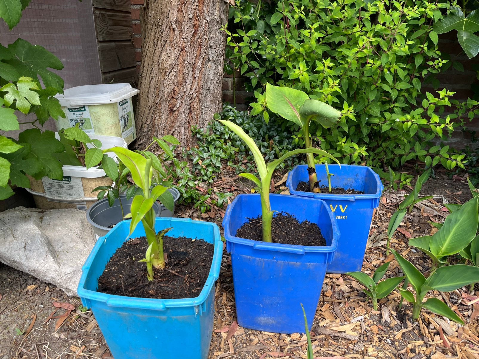 Musa basjoo bananen planten, Tuin en Terras, Planten | Tuinplanten, Ophalen, Overige soorten, Volle zon