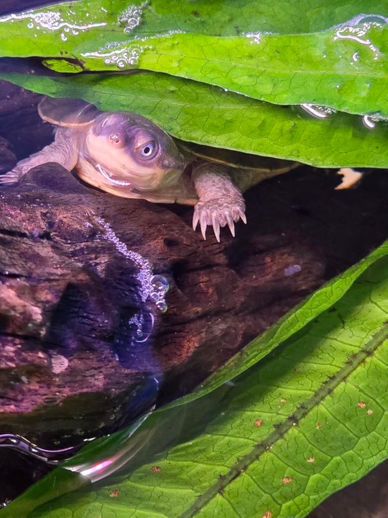 Jonge Pelomedusa subrufa waterschildpadden, Dieren en Toebehoren, Hagedis, 0 tot 2 jaar