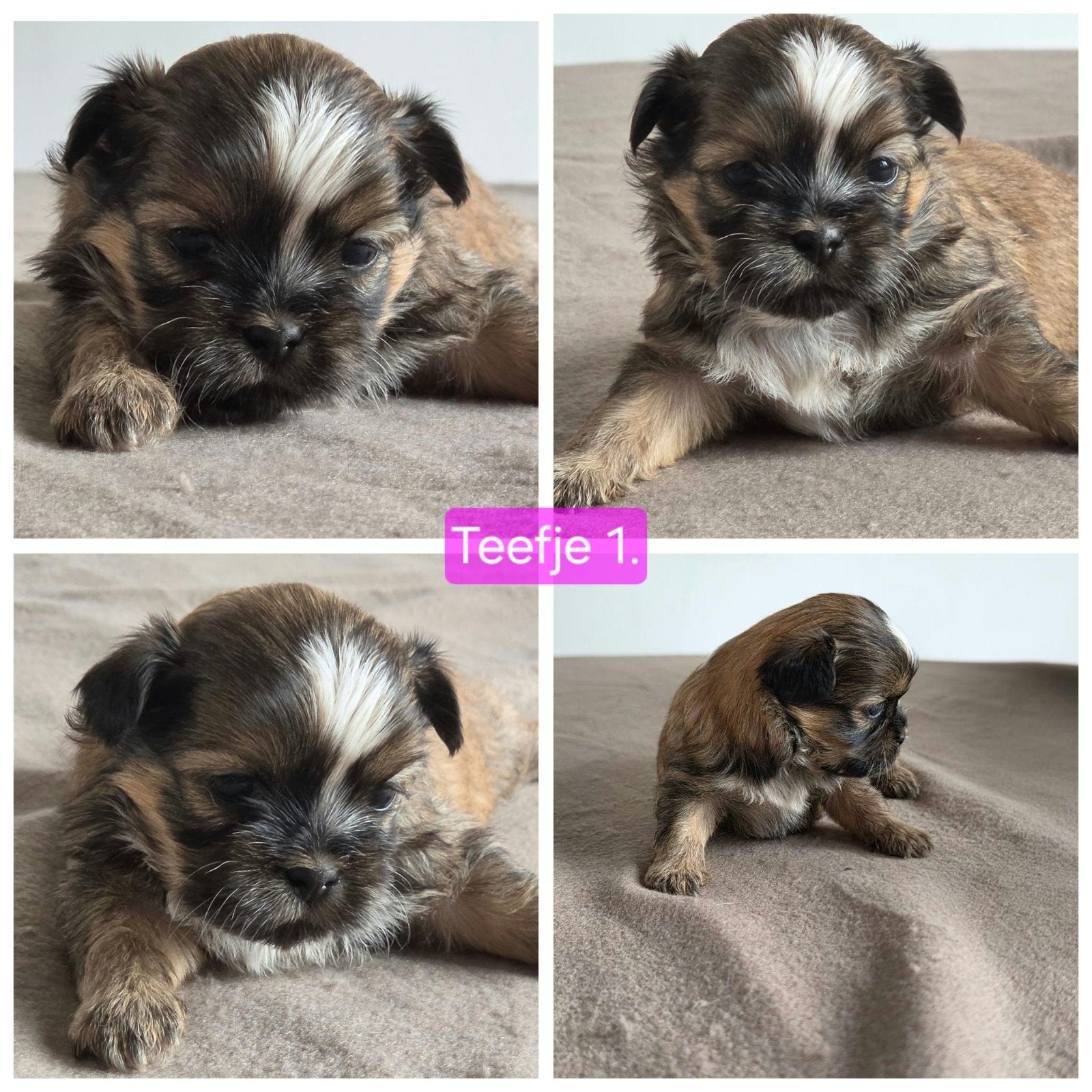 Mooie lieve shih-tzu pups!., Overige rassen, 8 tot 15 weken, Meerdere, Meerdere dieren