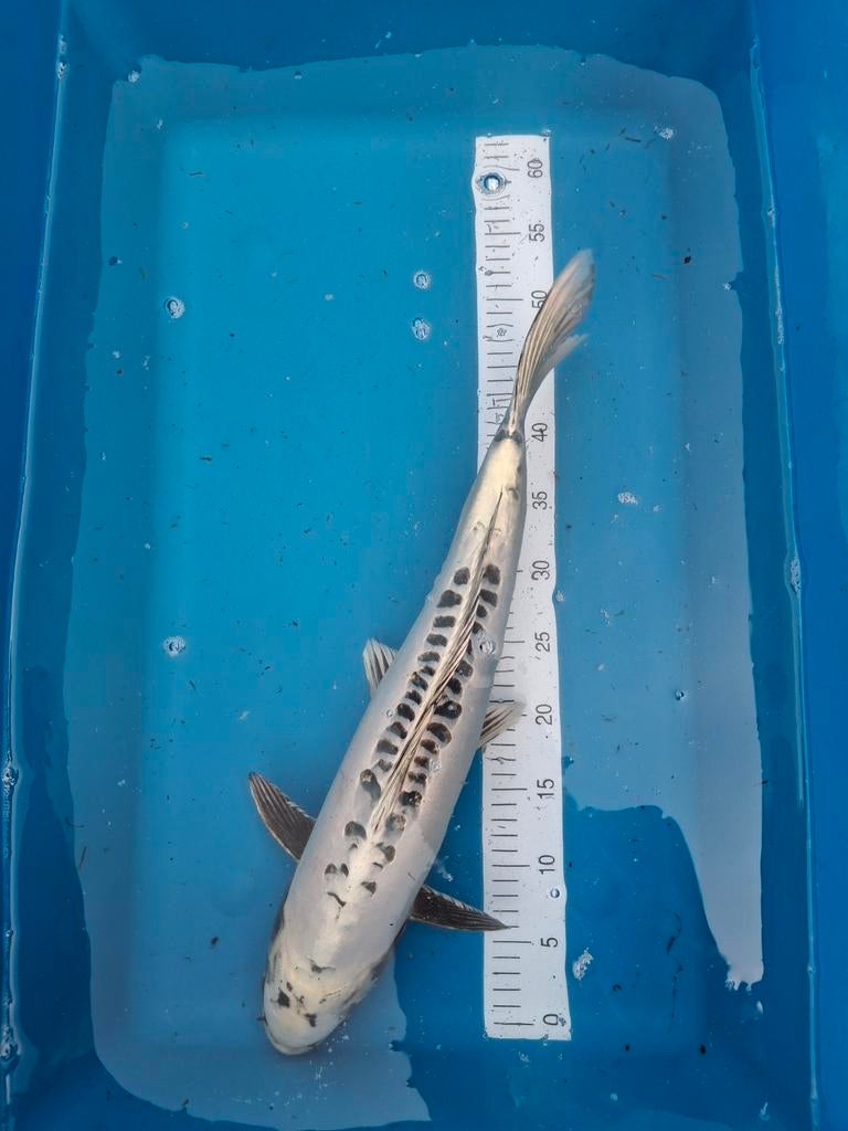 Koi kikokuryu 55 cm., Karper of Koi