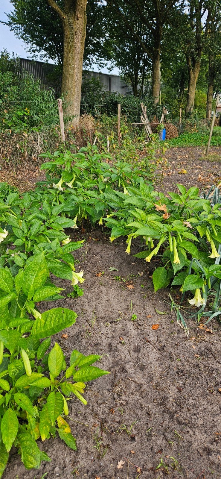 4 Brugmansia planten - zelf uitgraven, Volle zon, Vaste plant, Zomer, Ophalen