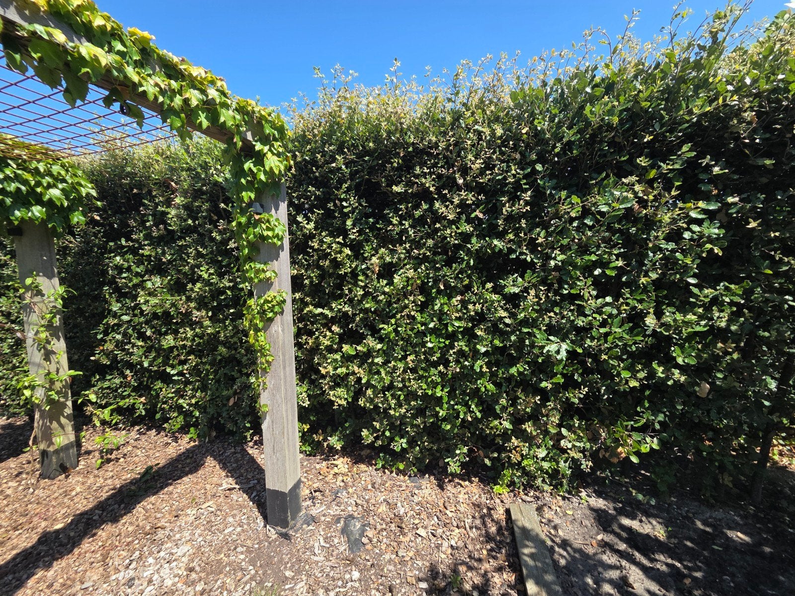 Gratis Steeneik Haag (12m lang, 2.5m hoog) zelf uithalen, Tuin en Terras, Planten | Struiken en Hagen, Ophalen, Beukenhaag, 100 tot 250 cm