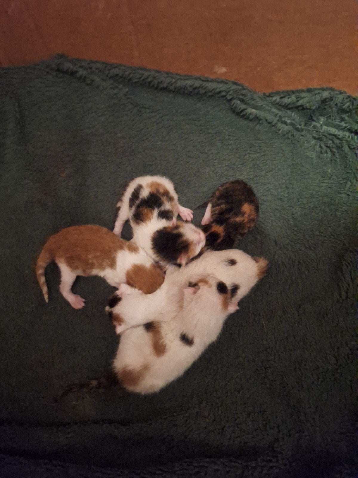 Mooie kittens, Meerdere dieren, 0 tot 2 jaar