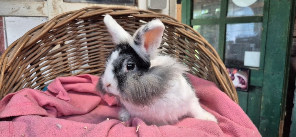 Voedster MISTY uit de opvang zoekt een tehuis!, Dieren en Toebehoren, Konijnen, Vrouwelijk, Dwerg