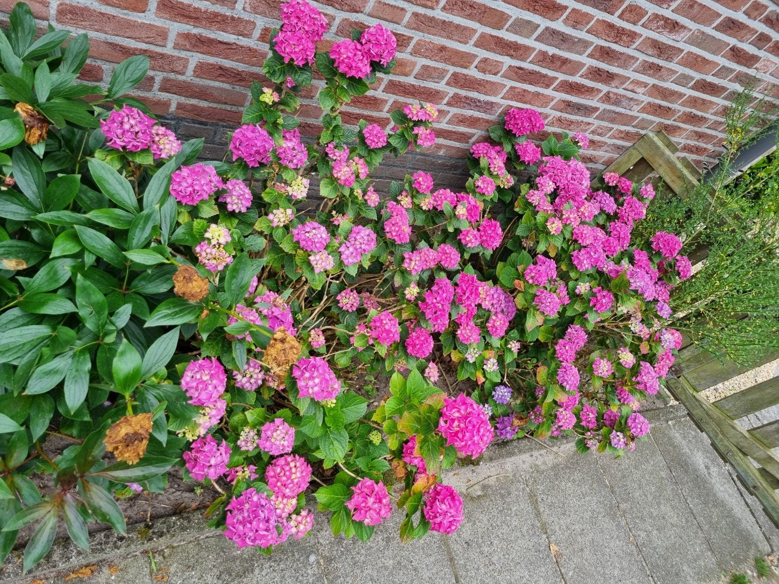meerdere hortensia's, Tuin en Terras, Vaste plant, Halfschaduw, Zomer, Ophalen