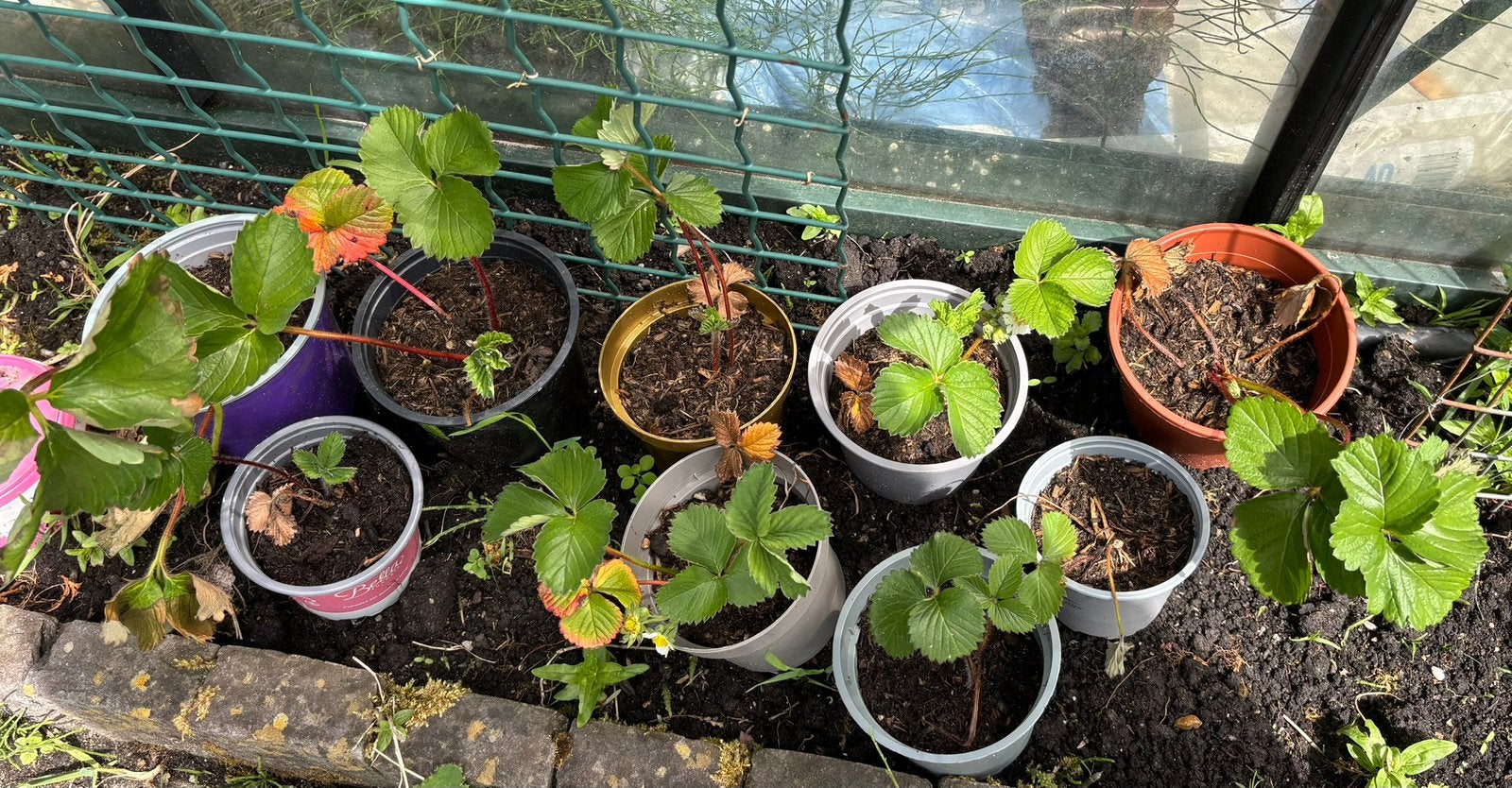 Aardbeien plantjes, Ophalen, Steen, Minder dan 30 cm, Rond