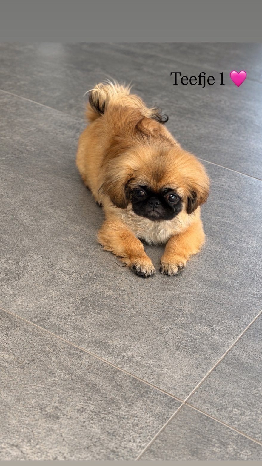 Twee prachtige Pekingees pups teefjes, 15 weken tot 1 jaar, Teef, Eén hond, Nederland