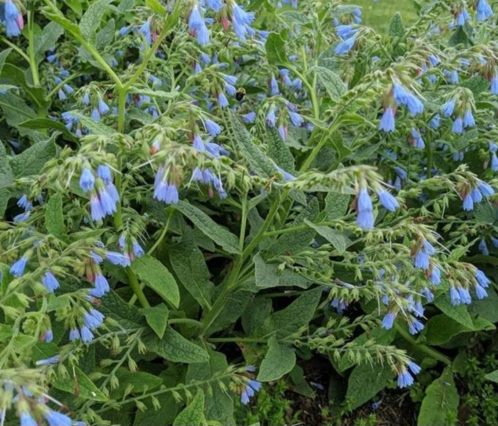 blauwe inheemse smeerwortel, Volle zon, Vaste plant, Lente, Ophalen
