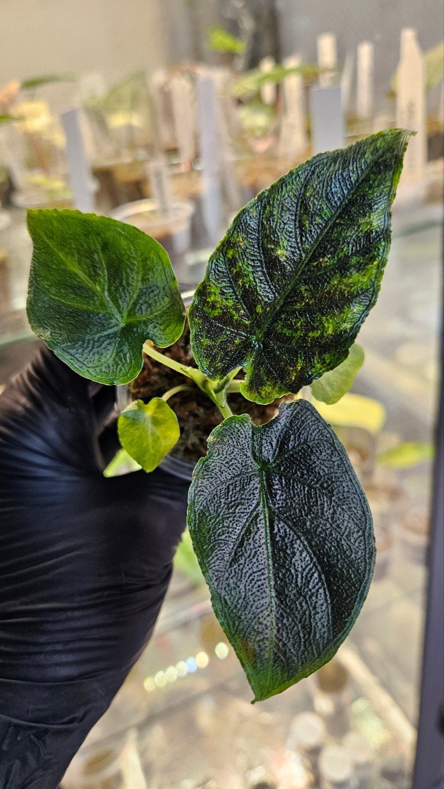Alocasia Antoro Velvet Variegata, Ophalen of Verzenden, Halfschaduw, Minder dan 100 cm
