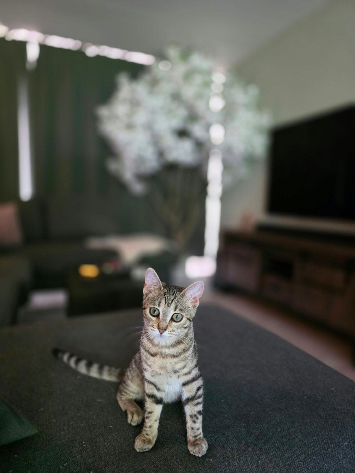 Mia speelse kat, Dieren en Toebehoren, Kater