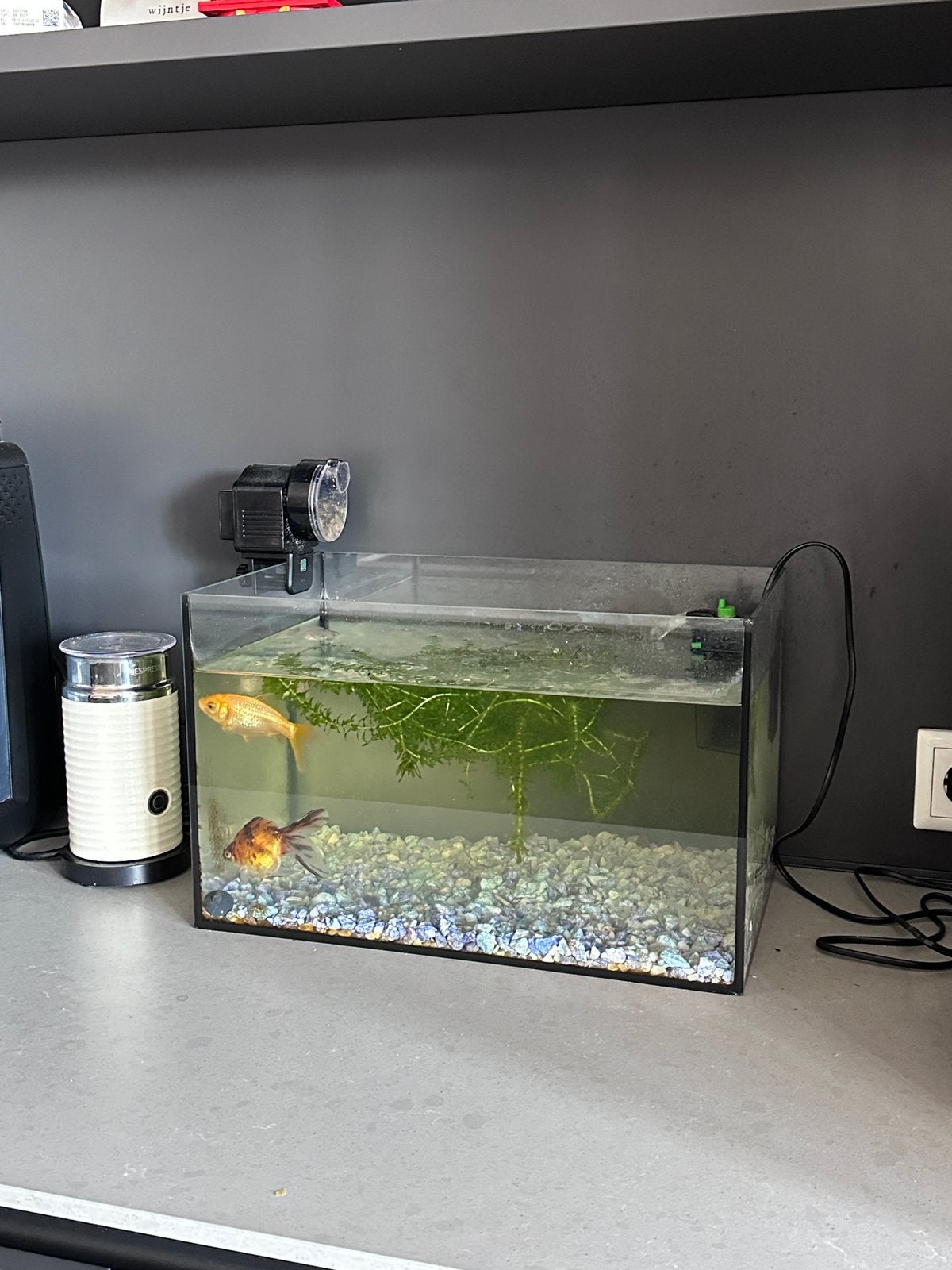 Aquarium kompleet met pomp en vissen, Ophalen of Verzenden, Zo goed als nieuw, Gevuld zoetwateraquarium