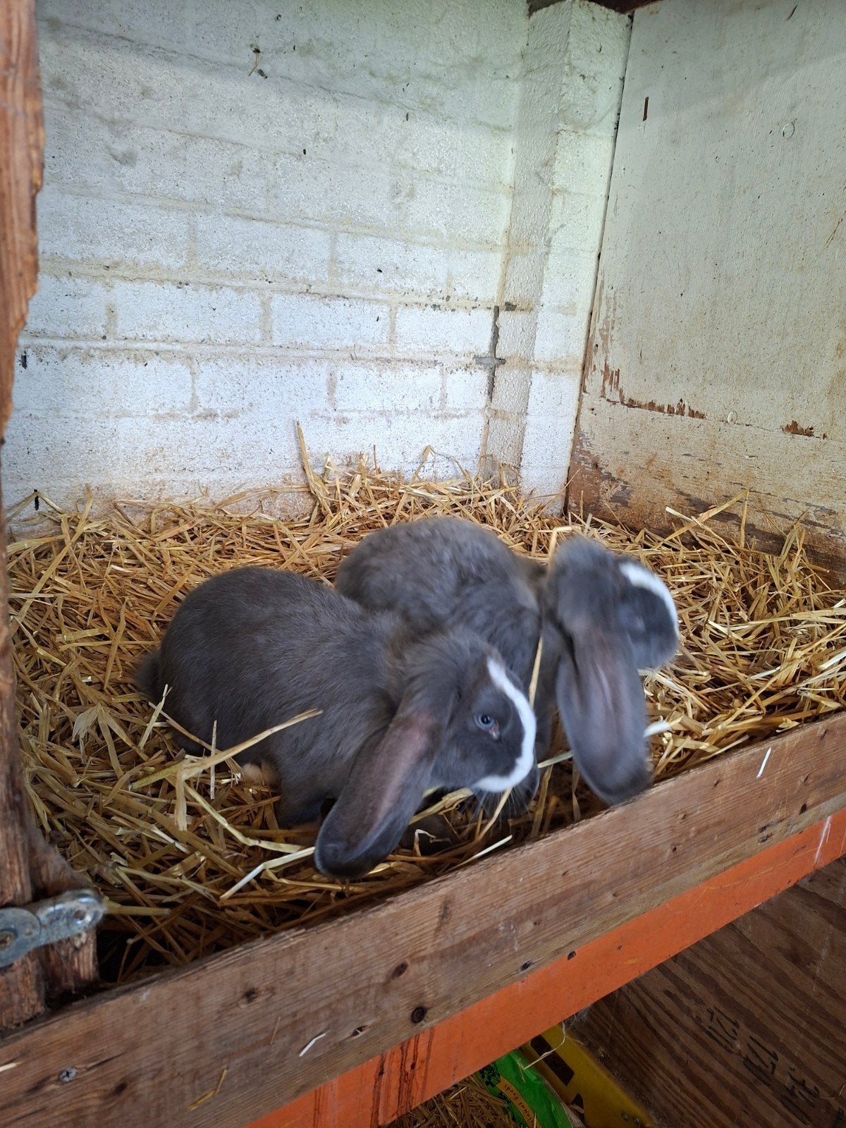 Franse hangoor mannetje blauwe ogen, Meerdere dieren, Groot, Hangoor