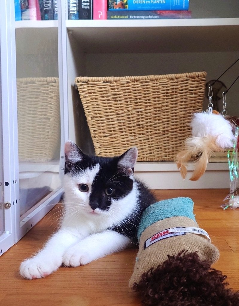 Ragdoll - Britse korthaar x Europese Kitten Joek [17 weken], Meerdere dieren, Ontwormd, 0 tot 2 jaar