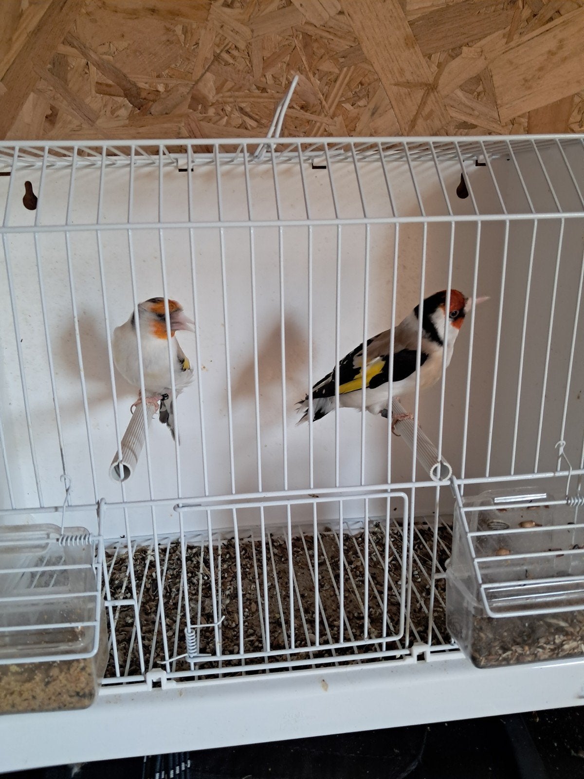 Putters te koop, Dieren en Toebehoren, Vogels | Overige Vogels, Meerdere dieren, Wildzangvogel