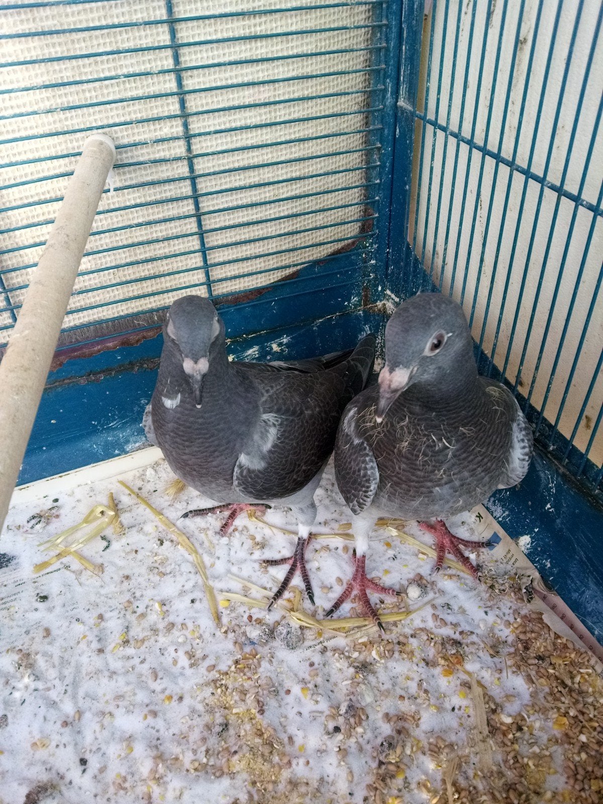 Jonge piepers postduiven, Dieren en Toebehoren, Vogels | Duiven, Meerdere dieren, Postduif