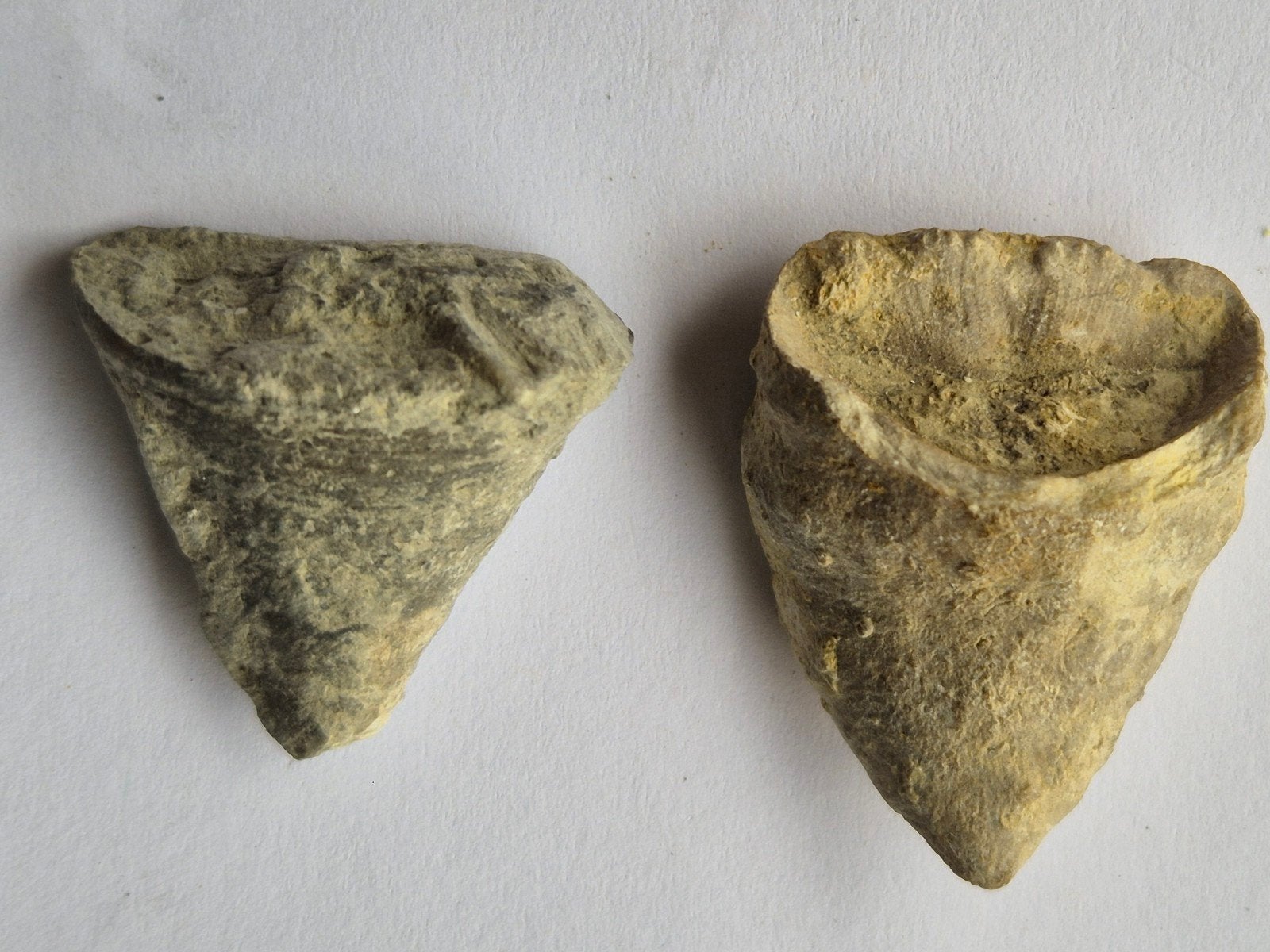2 Pantoffelkoralen uit het Devoon in de Eifel in Duitsland, Ophalen of Verzenden, Fossiel