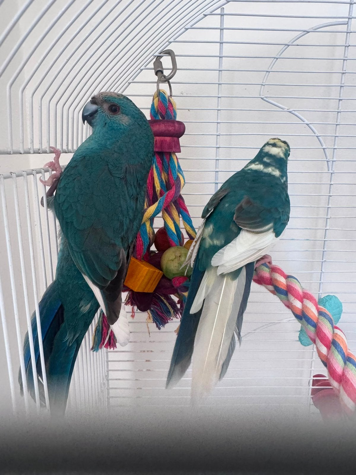 Koppel kakariki”s, Meerdere dieren, Parkiet, Geringd