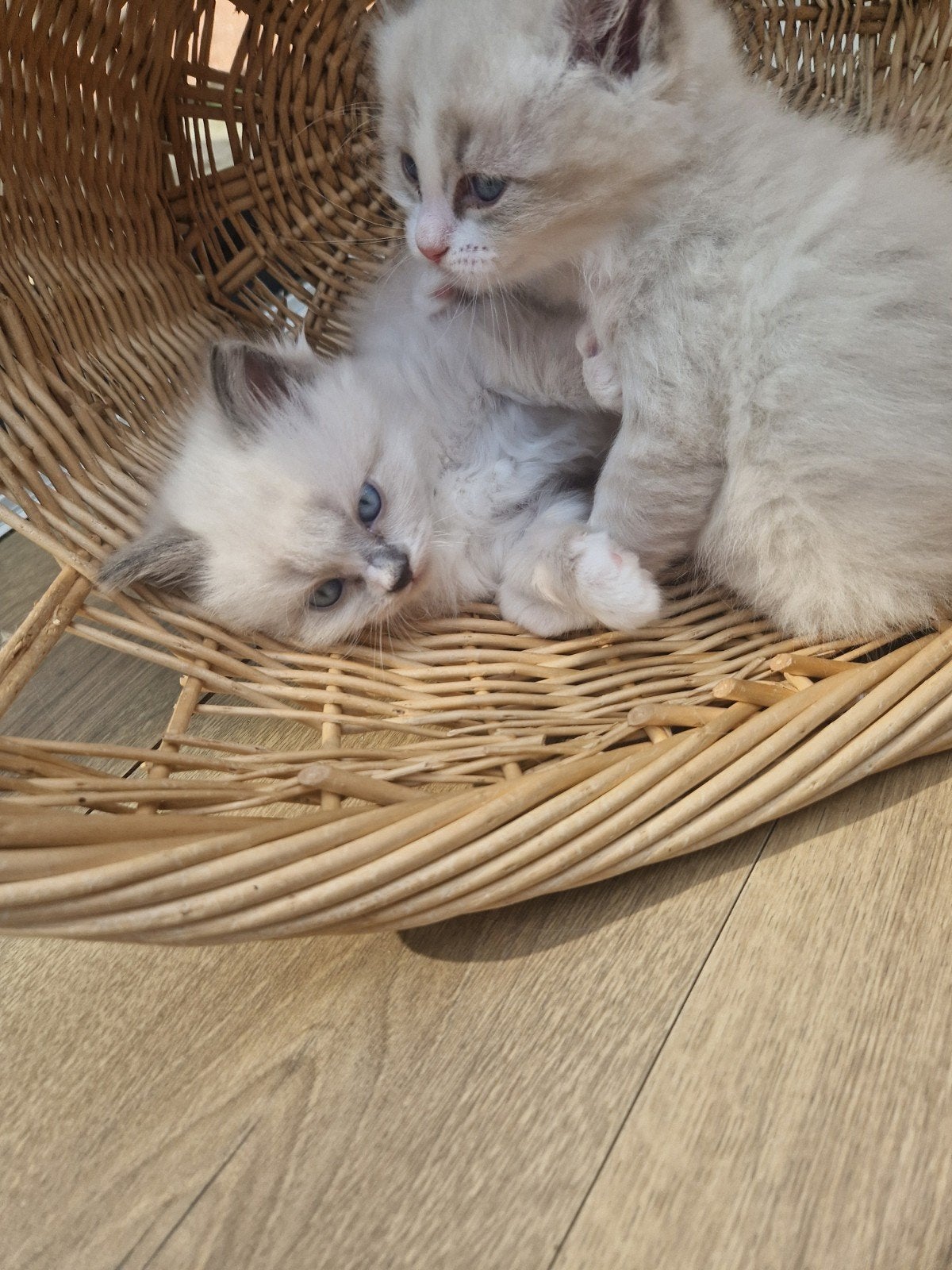 Siberische Neva Masquerade  kitten katertjes, Dieren en Toebehoren, Katten en Kittens | Raskatten | Langhaar, Kater, Met stamboom