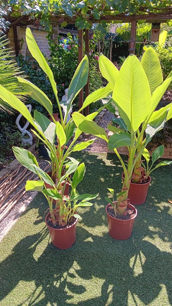 Bananenboom, Volle zon, Vaste plant, Zomer, Ophalen