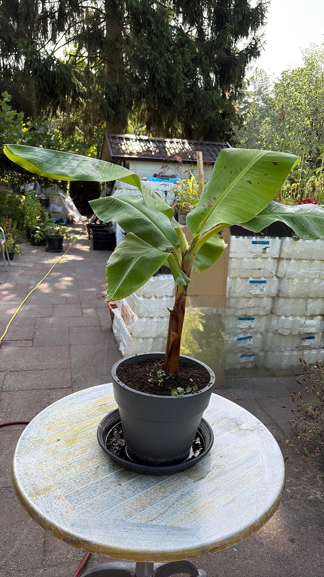 Bananenplant uit mijn verzameling planten, Tuin en Terras, Ophalen, Volle zon, Overige soorten, Minder dan 100 cm