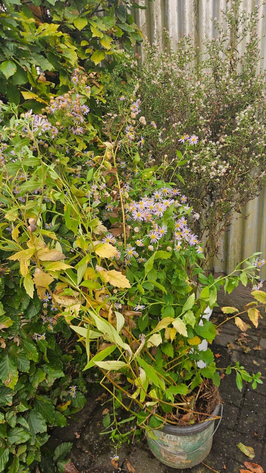 GRATIS: Herfstaster lila en witte Aster
Anamoon- lila  100, Tuin en Terras, Ophalen, Overige soorten