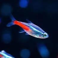 neon tetra €1,50, Dieren en Toebehoren, Vissen | Aquaria en Toebehoren, ., Overige typen, Nieuw, Ophalen of Verzenden