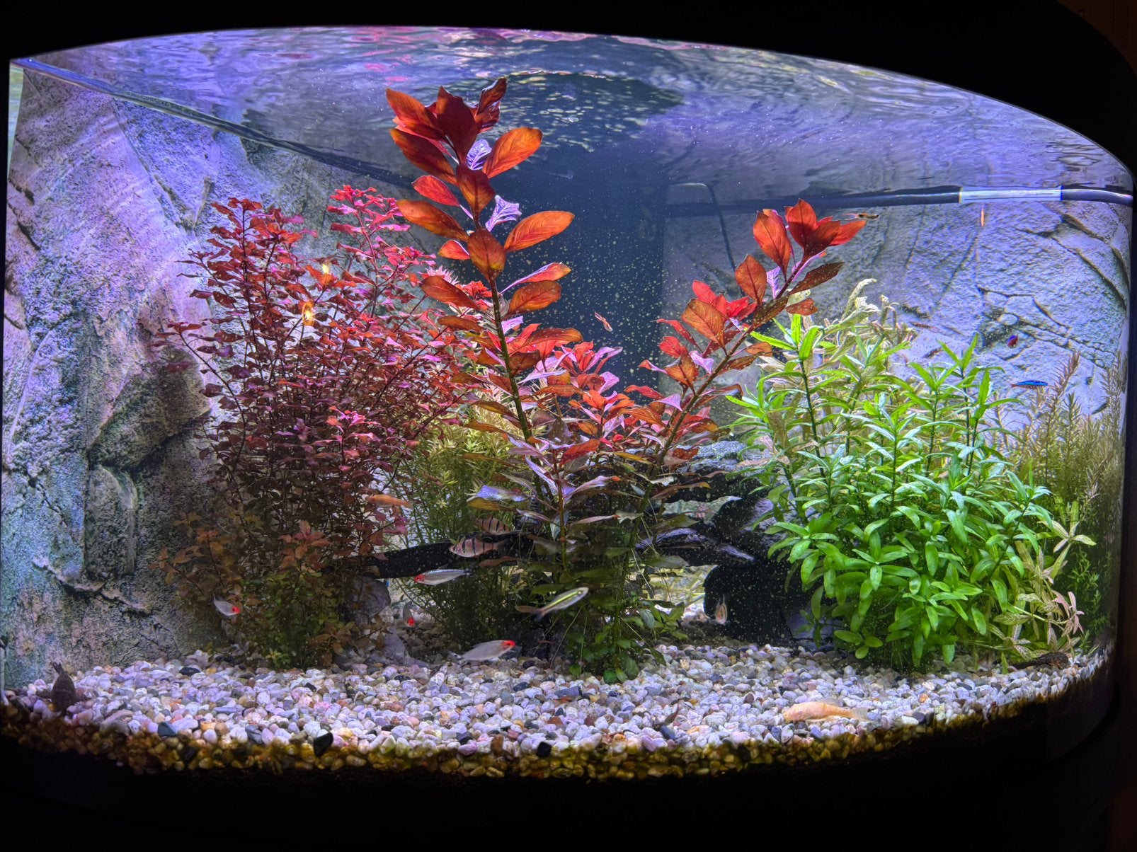 Juwel trigon190 Complete aquarium zoet water alles in 1 koop, Vis, Zoetwatervis