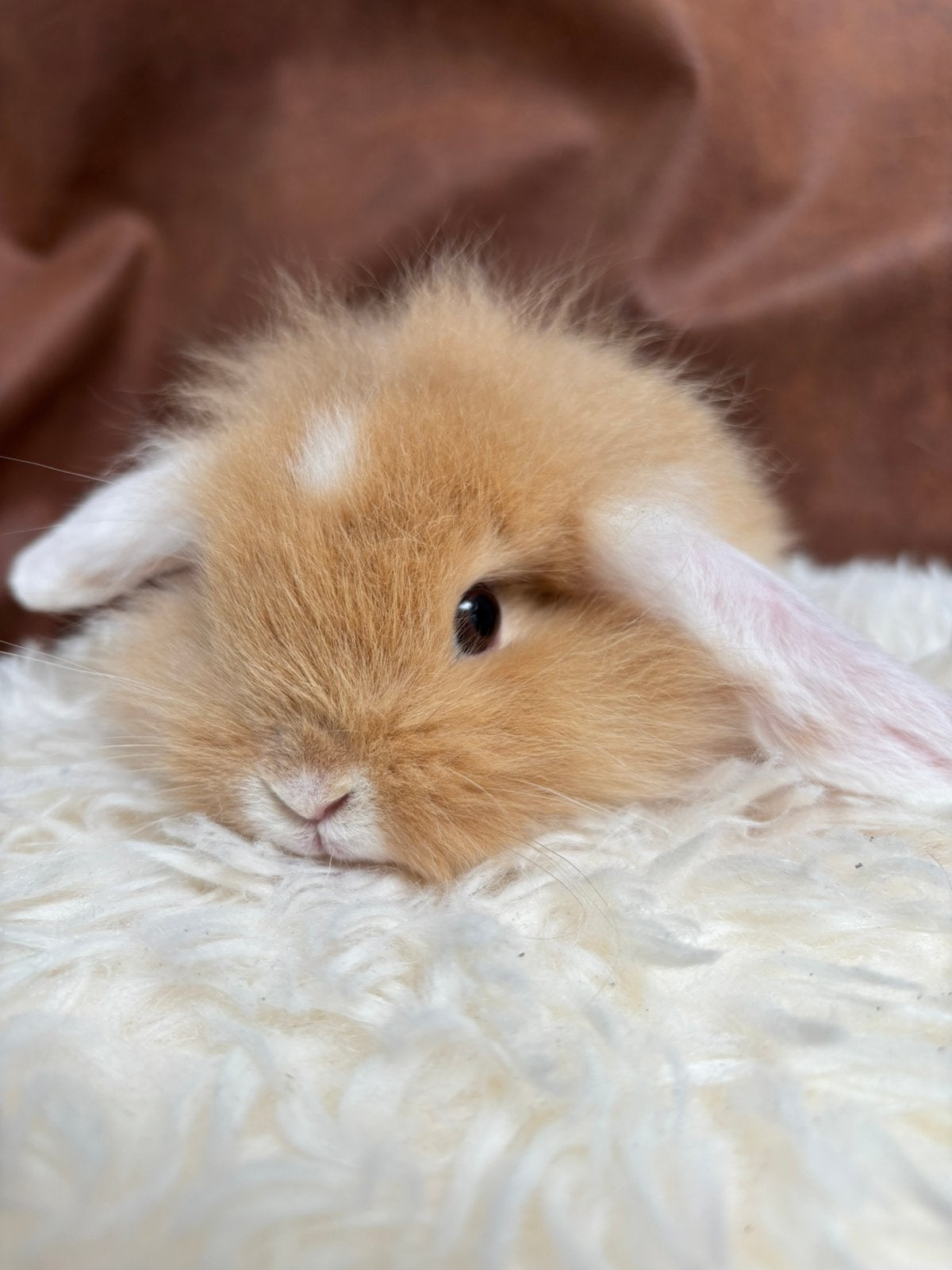 Super tamme nhd baby konijnen, Dieren en Toebehoren, Meerdere dieren, Dwerg, Hangoor, 0 tot 2 jaar