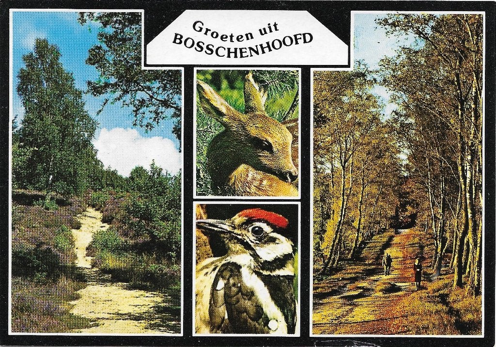 Ansichtkaart  	Bosschenhoofd	4-luik	Natuur, Verzenden, 1980 tot heden, Gelopen, Noord-Brabant