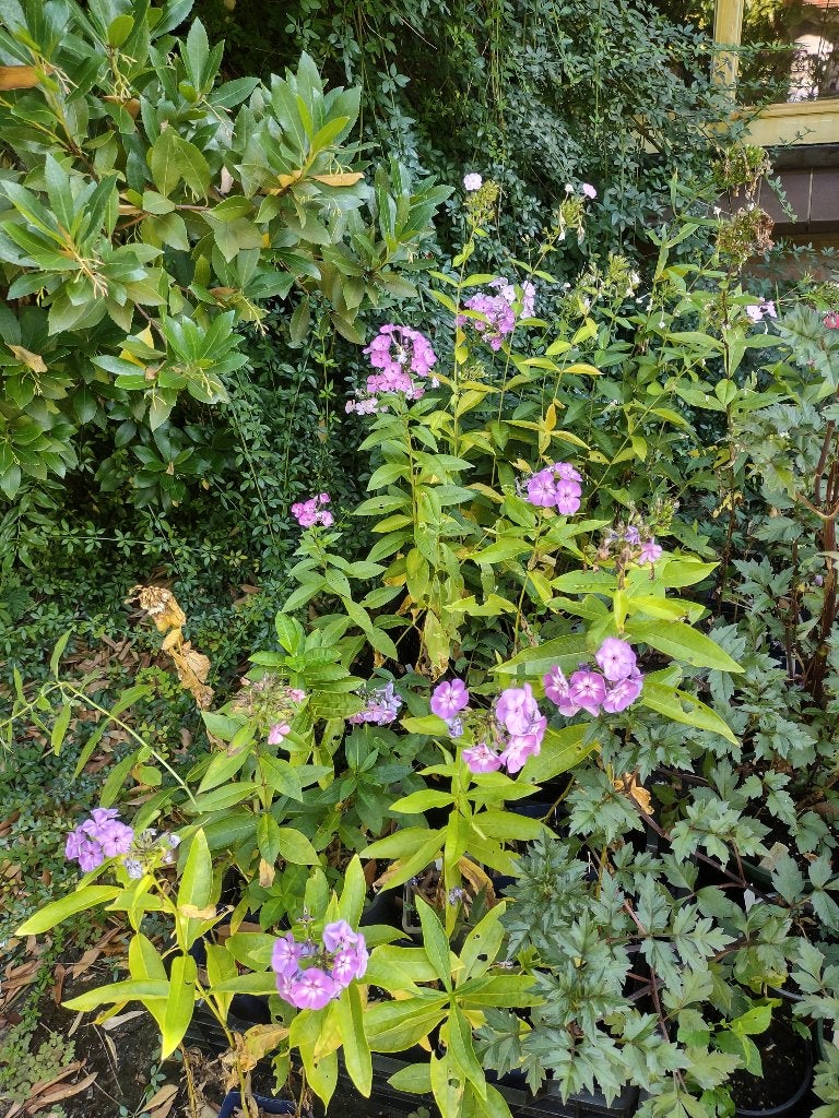 Phloxen, Tuin en Terras, Planten | Tuinplanten, Volle zon, Vaste plant, Zomer, Ophalen