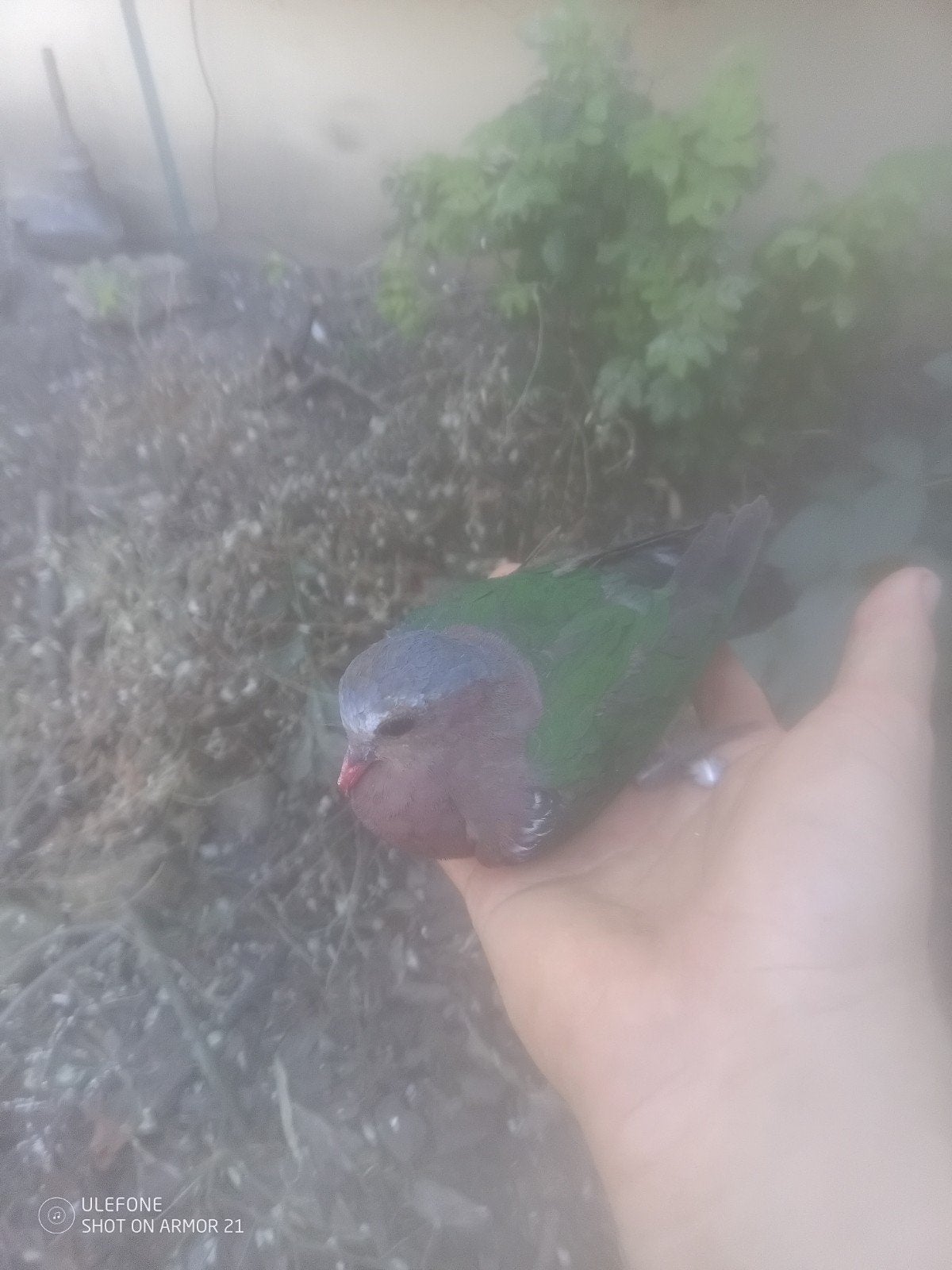groenvleugelduif, Dieren en Toebehoren, Mannelijk, Kropper