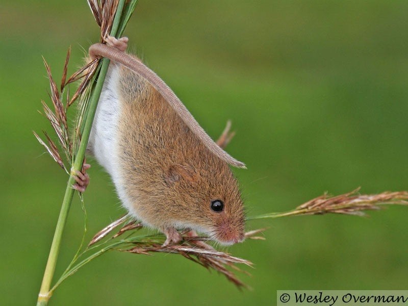 dwergmuis, Maart, Meerdere dieren