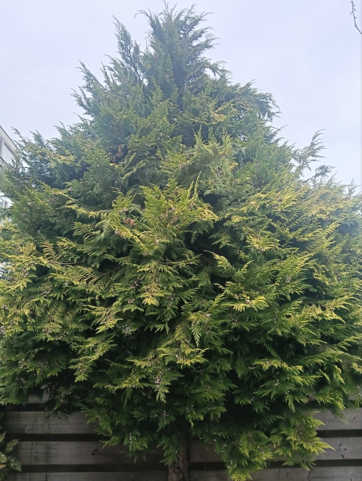 Gratis Coniferen, Mooi voor in de tuin, Tuin en Terras, Bloeit niet, Overige soorten, 400 cm of meer, Ophalen