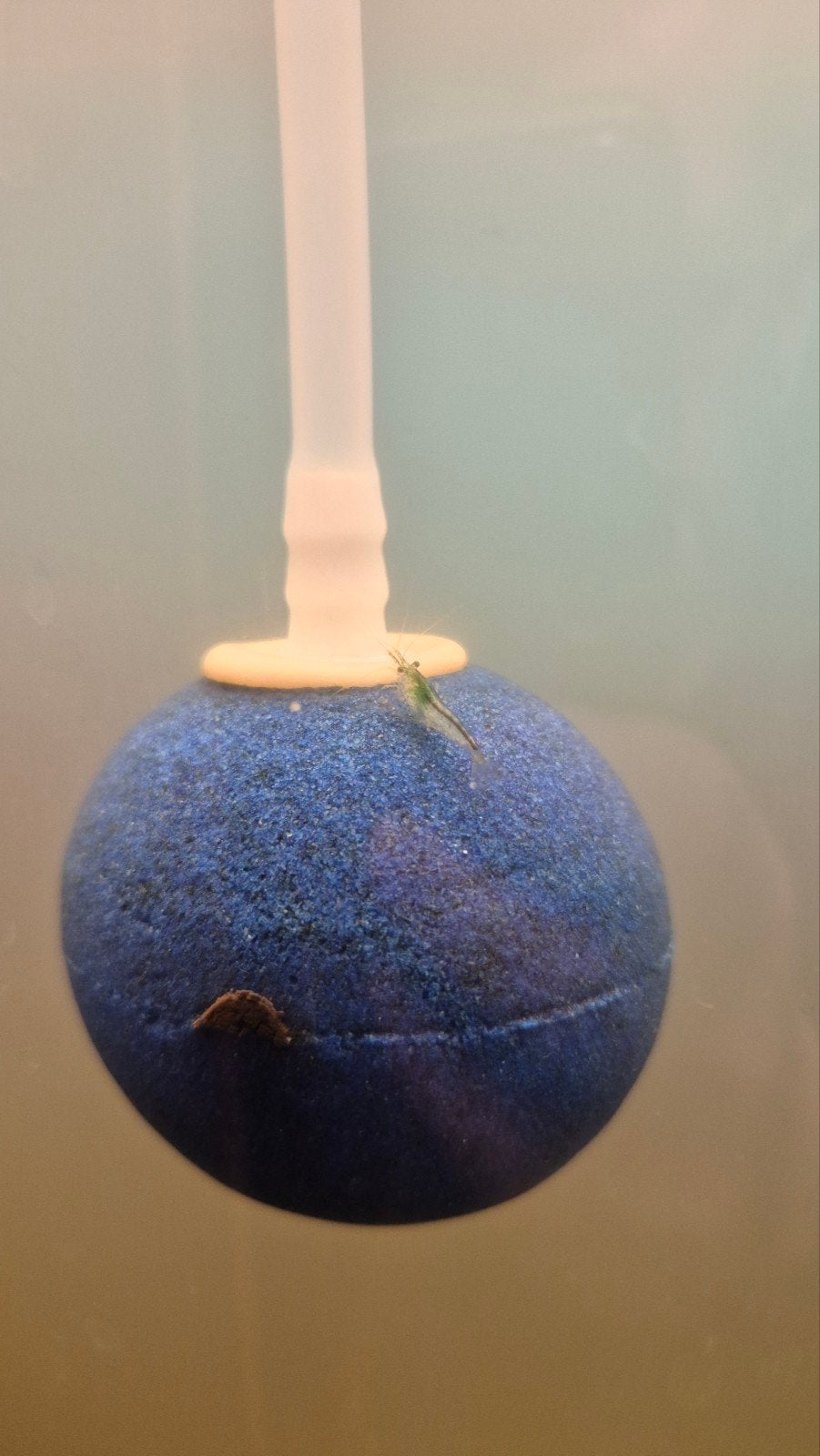 Uitgeselecteerde blue dream garnalen, Dieren en Toebehoren, Vissen | Aquariumvissen