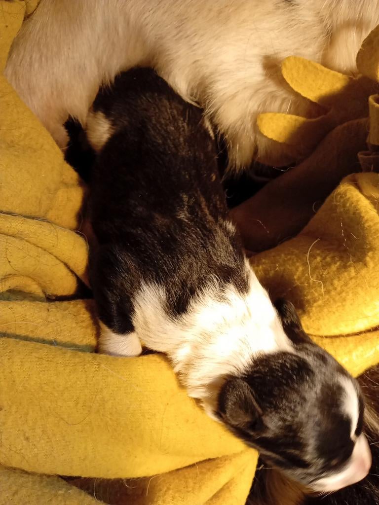 Friese Stabij x Border Collie, Reu, 8 tot 15 weken, Eén hond, Middel